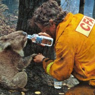 Australia Wildfire Relief